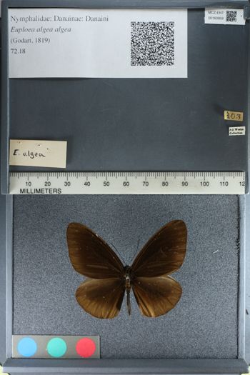 Media type: image;   Entomology 160959